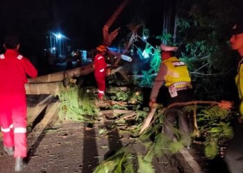 Anggota Polsek Kubu, Bersinergi dengan TNI, BPBD dan Warga Bantu Evakuasi Pohon Tumbang
