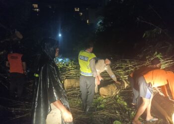 Akses Jalan Tertutup, URC Polsek Ubud Gerak Cepat Bersihkan Material Pohon Tumbang