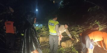 Akses Jalan Tertutup, URC Polsek Ubud Gerak Cepat Bersihkan Material Pohon Tumbang