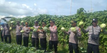 Bentuk Menjaga Ketahanan Pangan, Kapolsek Kintamani dan Anggota Panen Sayur