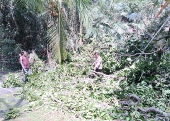 Bhabinkamtibmas Sibetan Laksanakan Pengamanan Pohon Tumbang