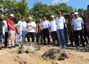 Jelang Hari Bhayangkara ke-77, Polda Bali Lepas Penyu