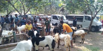 H – 3 Hari Raya Idul Adha 1444 H, Harga Kambing Melonjak, Ini Keluh-kesah di Pasar Hewan..!