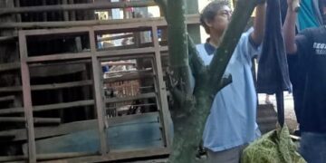 Seorang Nenek 65 Tahun di Temukan Gantung Diri di Pohon Kakao