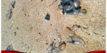 Pencemaran Limbah Diduga Picu Kematian Biota Laut di Pantai Krakal dan Slili, Gunungkidul