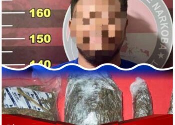Lagi, Sat Resnarkoba Polres Tanah Laut Ungkap Peredaran Narkotika Jenis Ganja