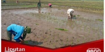 Bantu Tanam Bibit Padi, Cara Babinsa Desa Setail Turut Meningkatkan Percepatan Tanam