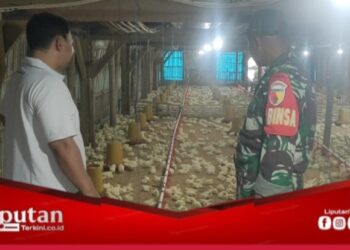 Motivasi UMKM Warga, Babinsa Desa Gendoh Sambangi Peternak Ayam Potong