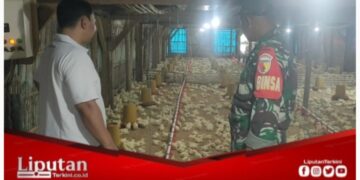 Motivasi UMKM Warga, Babinsa Desa Gendoh Sambangi Peternak Ayam Potong