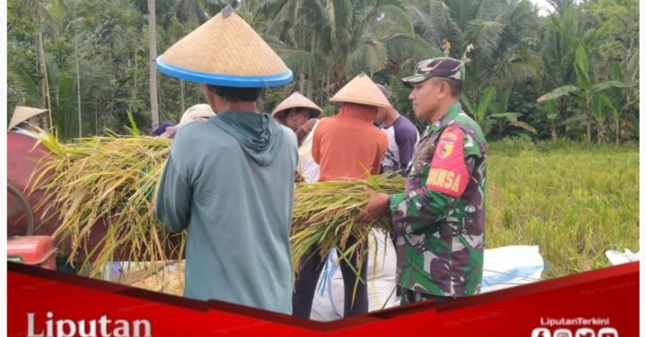Babinsa Koramil 0825-20/Songgon Bersinergi dengan Petani, Dampingi Panen Padi di Desa Sumberarum