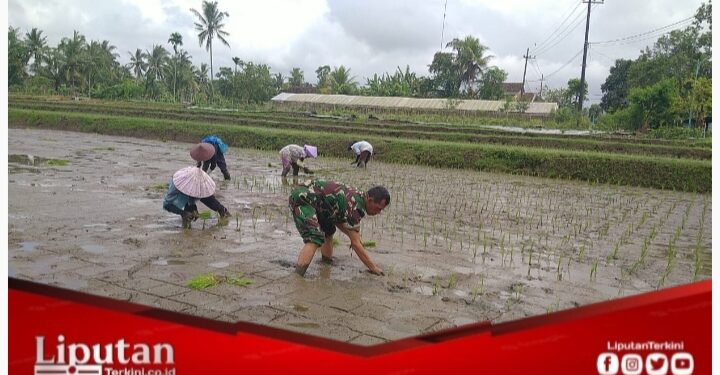 Prajurit Tangguh, Padi Melimpah,  Babinsa Songgon Perluas Lahan Tanam Dukung Ketahanan Pangan