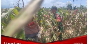 Selalu Ada Bersama Warga Binaan, Babinsa Koramil 0825/05 Kalibaru Bantu Petani Panen Jagung
