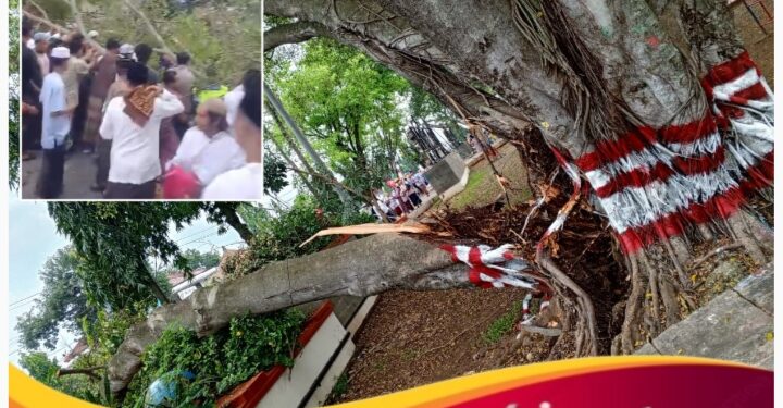 Pohon Beringin di Alun-Alun Pemalang Tumbang Menimpa Jama’ah Sholat Idul Fitri