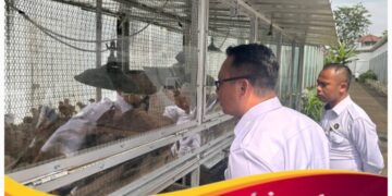 Lapas Kelas IIA Salemba Kembangkan Budidaya Ayam Kampung dengan Mesin Penetas